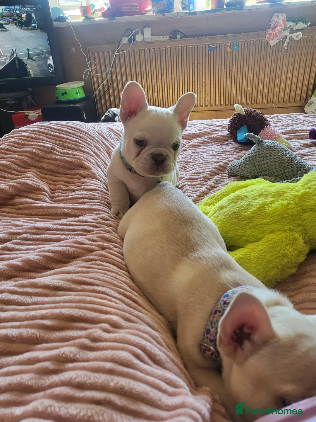 French Bulldog dogs for sale: Storm the frenchie baby in Manchester - Advert 2