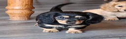 Dachshund dogs for sale: Stunning Long Coat Miniature Dachshund - Advert 3