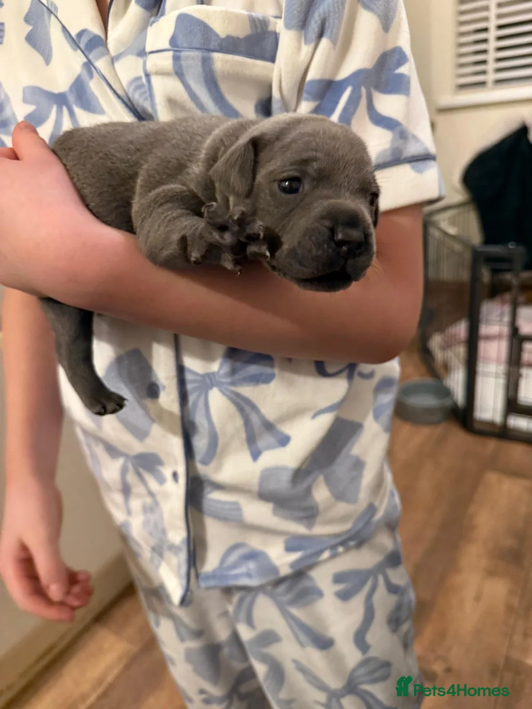 Staffordshire Bull Terrier dogs for sale: Beautiful BLUE kc registered puppies - Advert 11