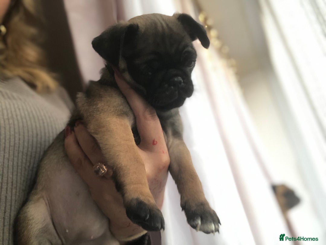 Pug dogs for sale: Rare apricot fawn female pug puppy ready now  - Advert 30