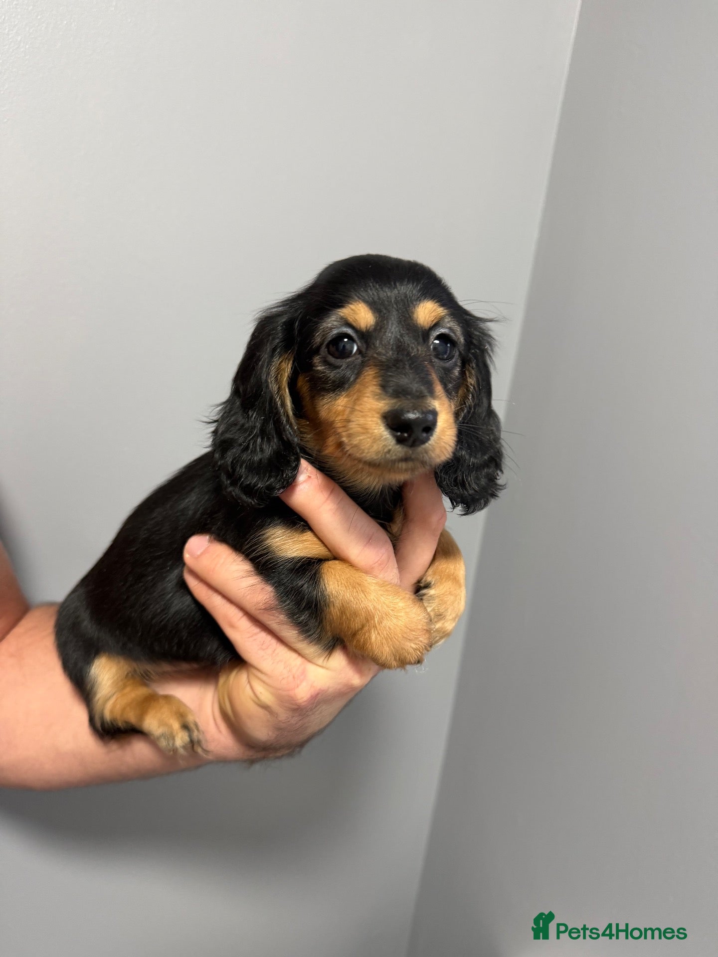 Dachshund dogs 3 Long haired miniature dachshunds - Advert 1