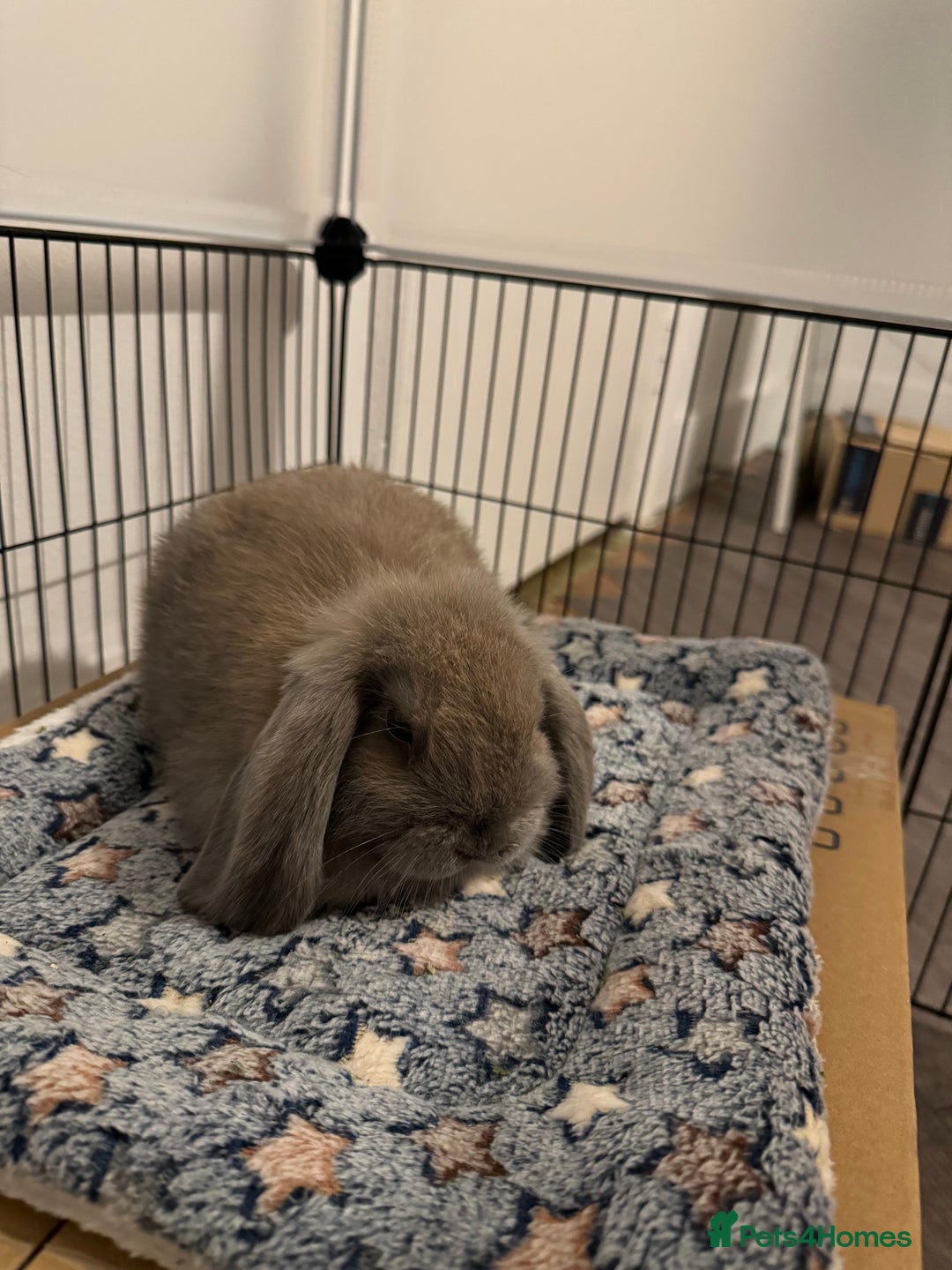 Mini Lop rabbits for sale: Rabbit looking for loving home  - Image 4