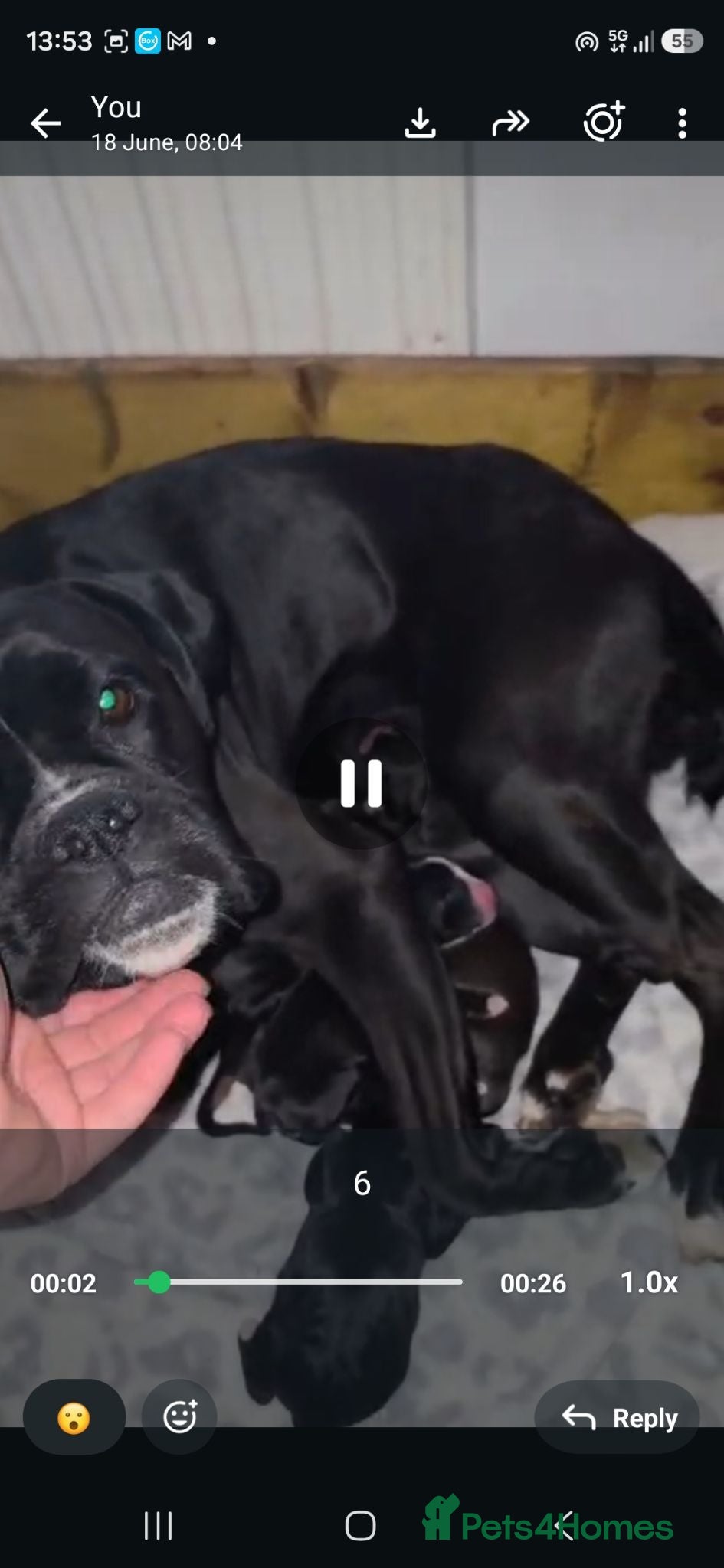 Mixed Breed dogs ADORABLE Boxer x puppies - Advert 6
