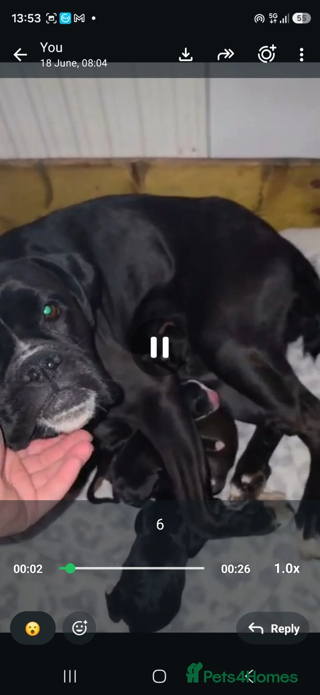 Mixed Breed dogs for sale: ADORABLE Boxer x puppies - Advert 1