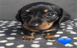 Dachshund dogs for sale: Miniature dachshunds puppies - Image 4
