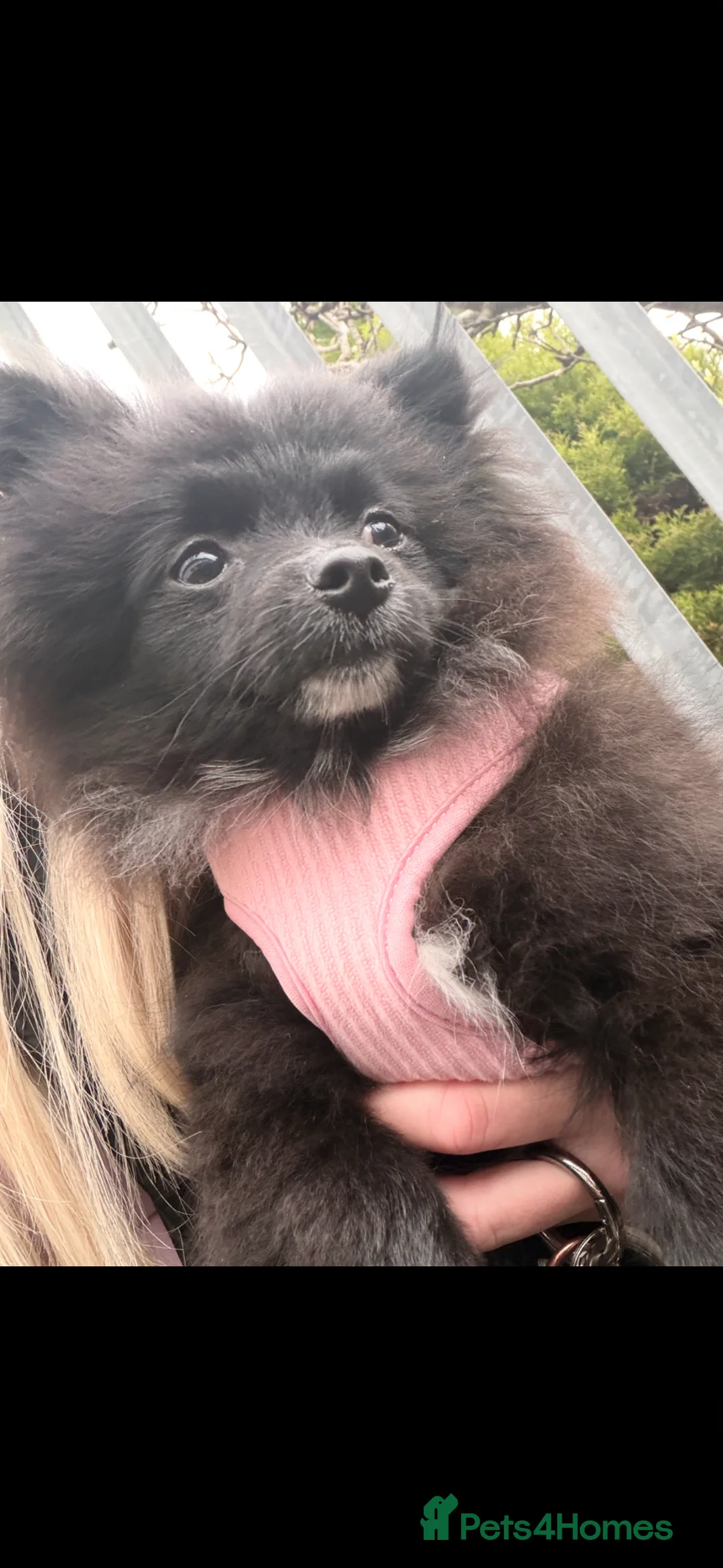 Pomeranian dogs for sale: Tiny Pomeranian girl  - Advert 2