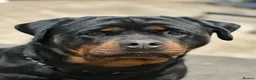 Rottweiler dogs for sale: KC registered rottweiler puppies - Advert 19