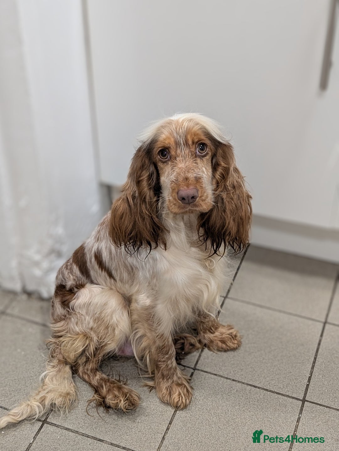 Cockapoo dogs for sale: Showtype F1 Cockapoos! Parents DNA Clear ✅ - Advert 16