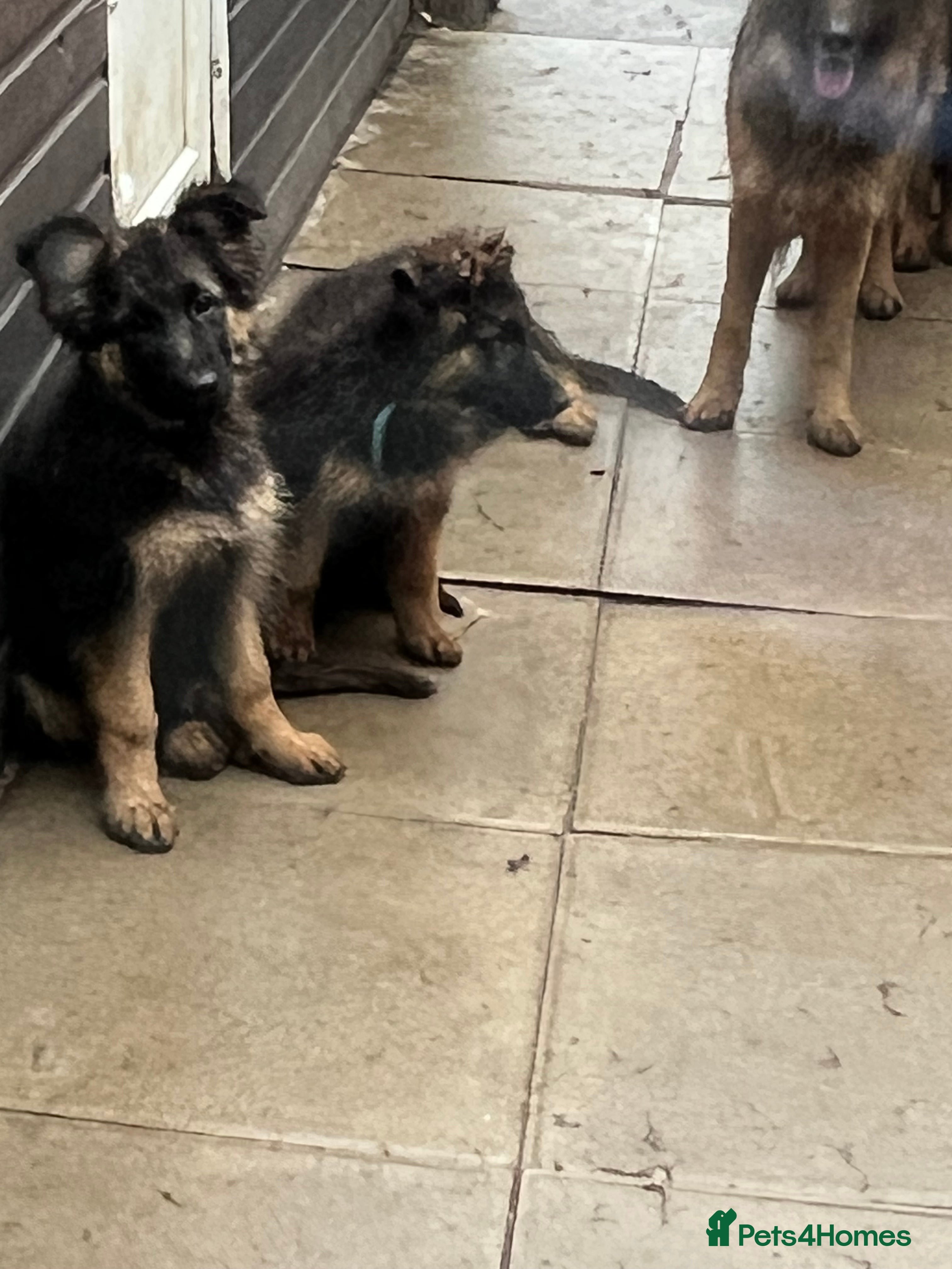 German Shepherd dogs German Shepherd Chucky/cute in London - Advert 15