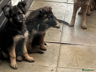 German Shepherd dogs German Shepherd Chucky/cute in London - Advert 15