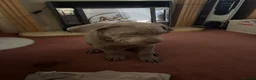 Mixed Breed dogs for sale: American Bully Staffy in Sheerness - Advert 2