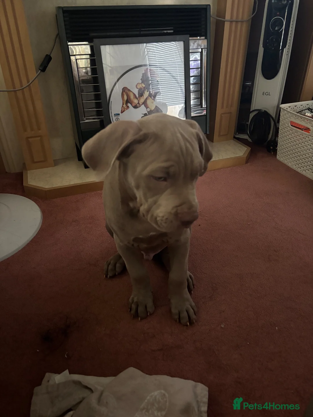 Mixed Breed dogs for sale: American Bully Staffy in Sheerness - Advert 2