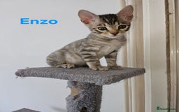 Bengal cats for sale: 2 stunning unique snow bengal kittens left  - Image 5