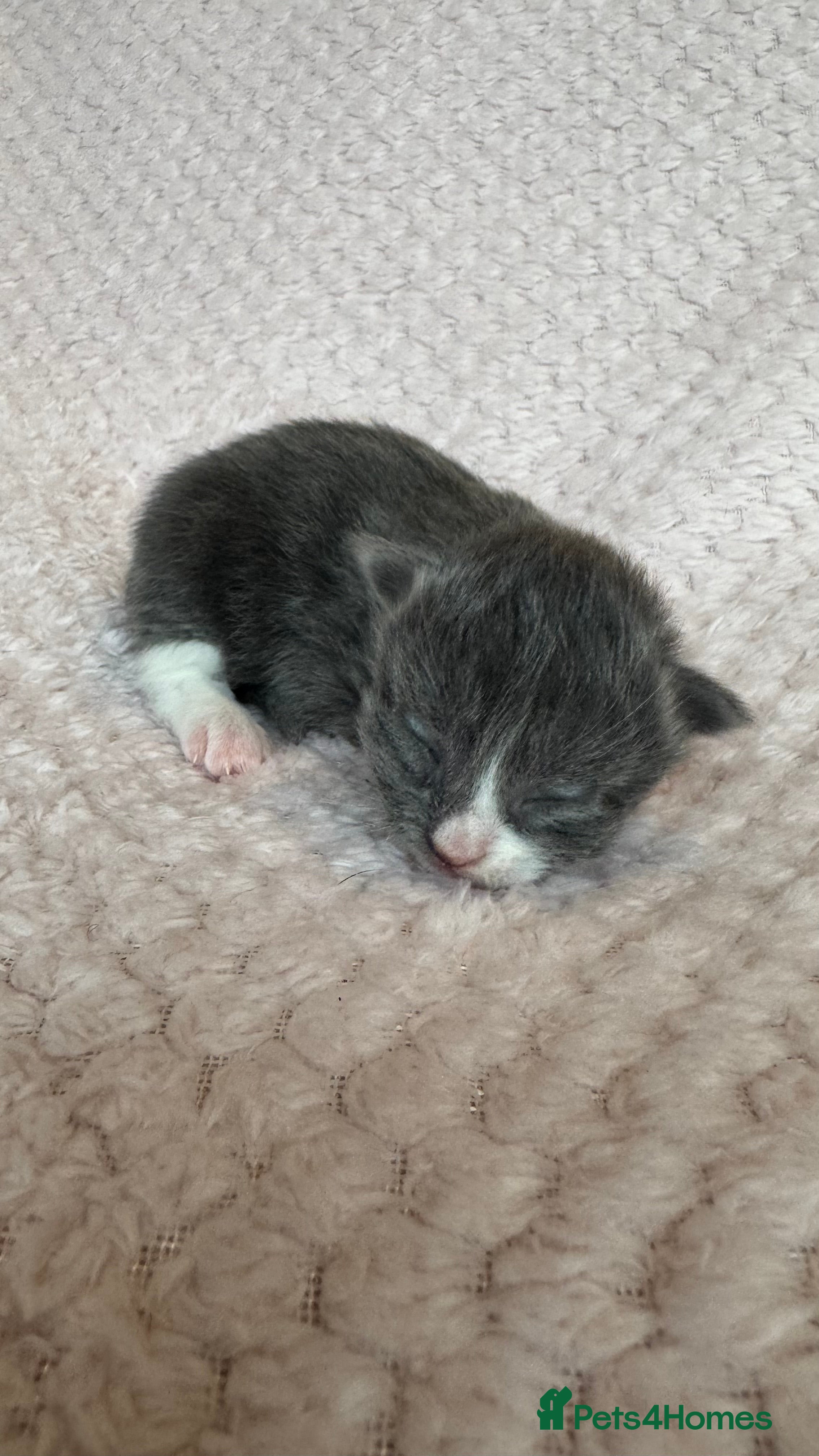 Mixed Breed cats Kittens for sale - Advert 6