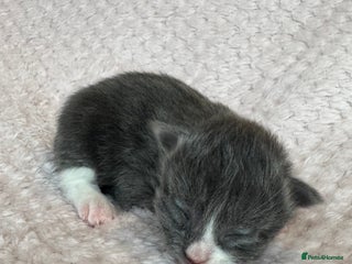Mixed Breed cats Kittens for sale - Advert 4
