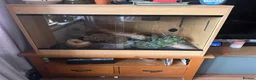Python Snake reptiles for sale: Banana Royal Python in Clevedon - Advert 2