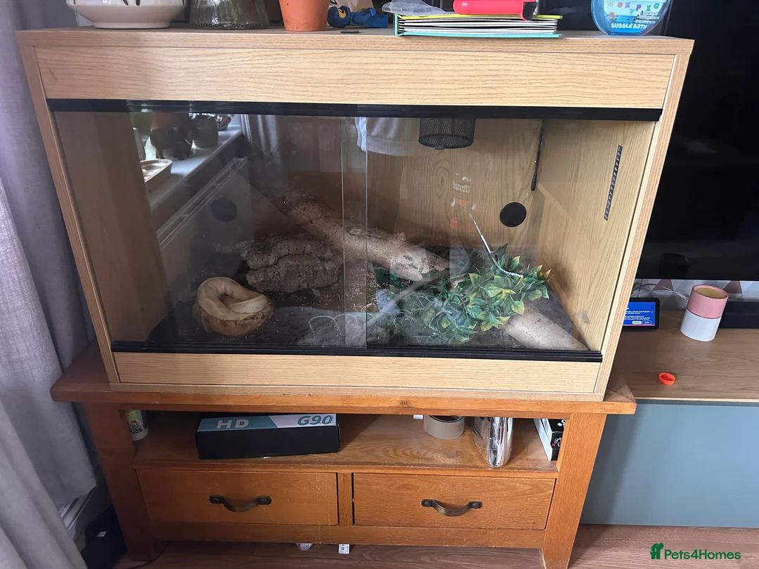 Python Snake reptiles for sale: Banana Royal Python in Clevedon - Advert 2