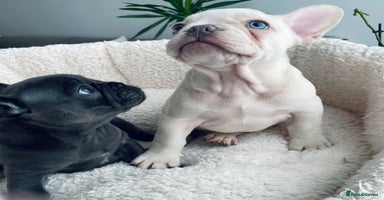 French Bulldog dogs KC registered puppies -ready for their new homes🎄 - Advert 13