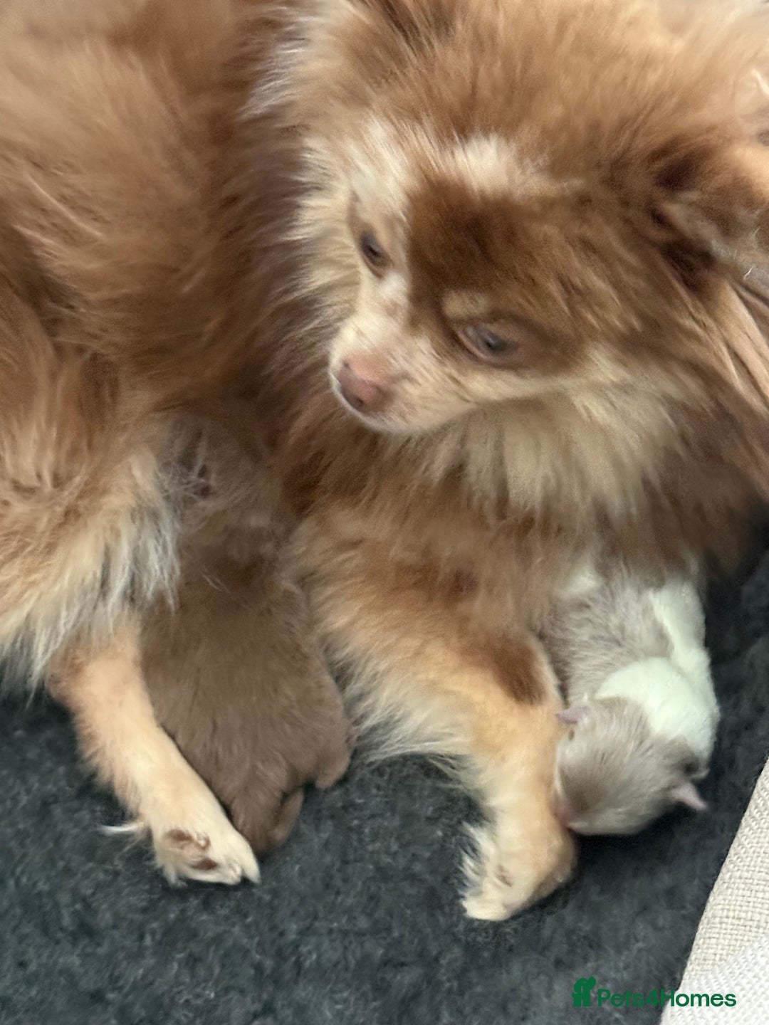 Pomeranian dogs for sale: Ready in 3 weeks! Two Beautiful teddy bear faces🐻 - Advert 13