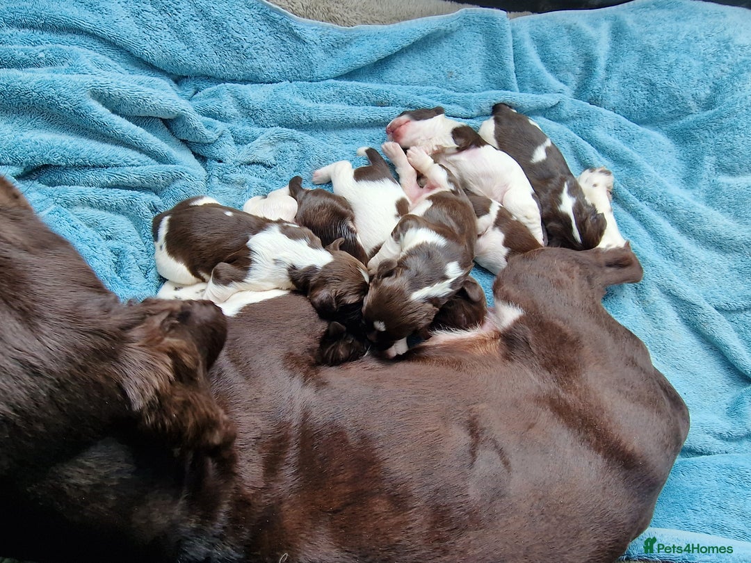 English Springer Spaniel dogs for sale: A* English Springer Spaniel Puppies - Image 11
