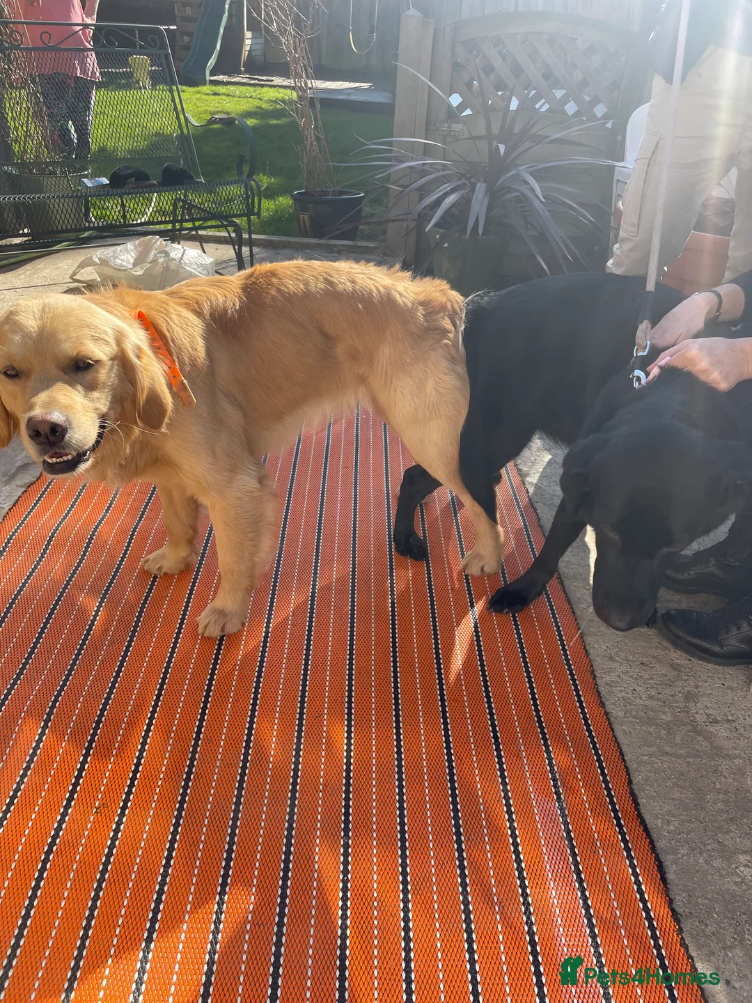 Golden Retriever dogs for stud: Fully health tested n dna clear kc stud - Advert 6
