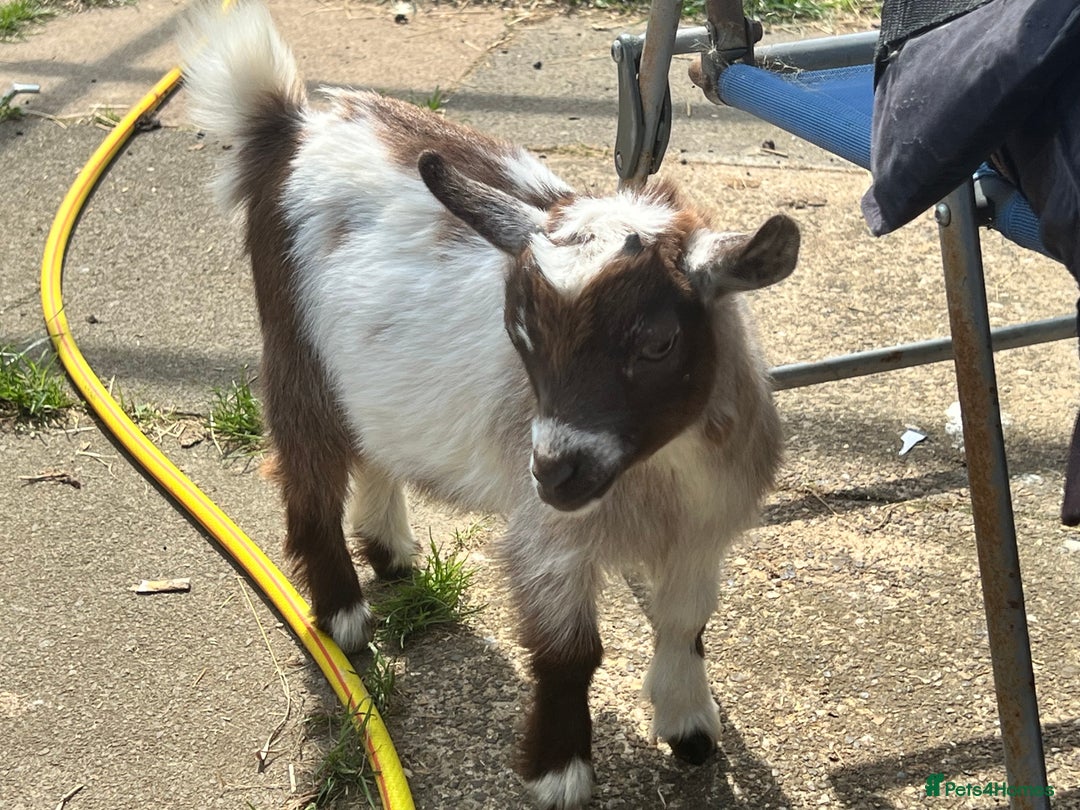 Goats livestock for sale: Gorgeous Chocolate & White Female Baby Pigmy - Image 10