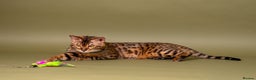 Bengal cats for stud: Stud cat Tica actives 5 generations pedigree  in Barnsley - Advert 3