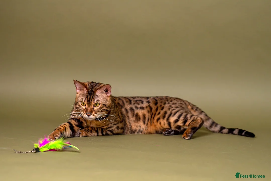 Bengal cats for stud: Stud cat Tica actives 5 generations pedigree  in Barnsley - Advert 3