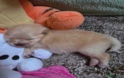 Pomeranian dogs for sale: GEORGEUS LOVELY POMERANIAN PUPPY'S 🐶07587756229🐶 - Image 3