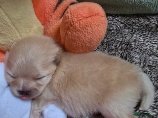 Pomeranian dogs - Advert 5