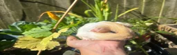 Guinea Pig rodents for sale: Gold & white Coronet Boar  - Advert 6