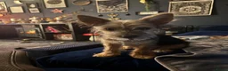 Chorkie dogs for sale: 6 month old chorkie  - Advert 3