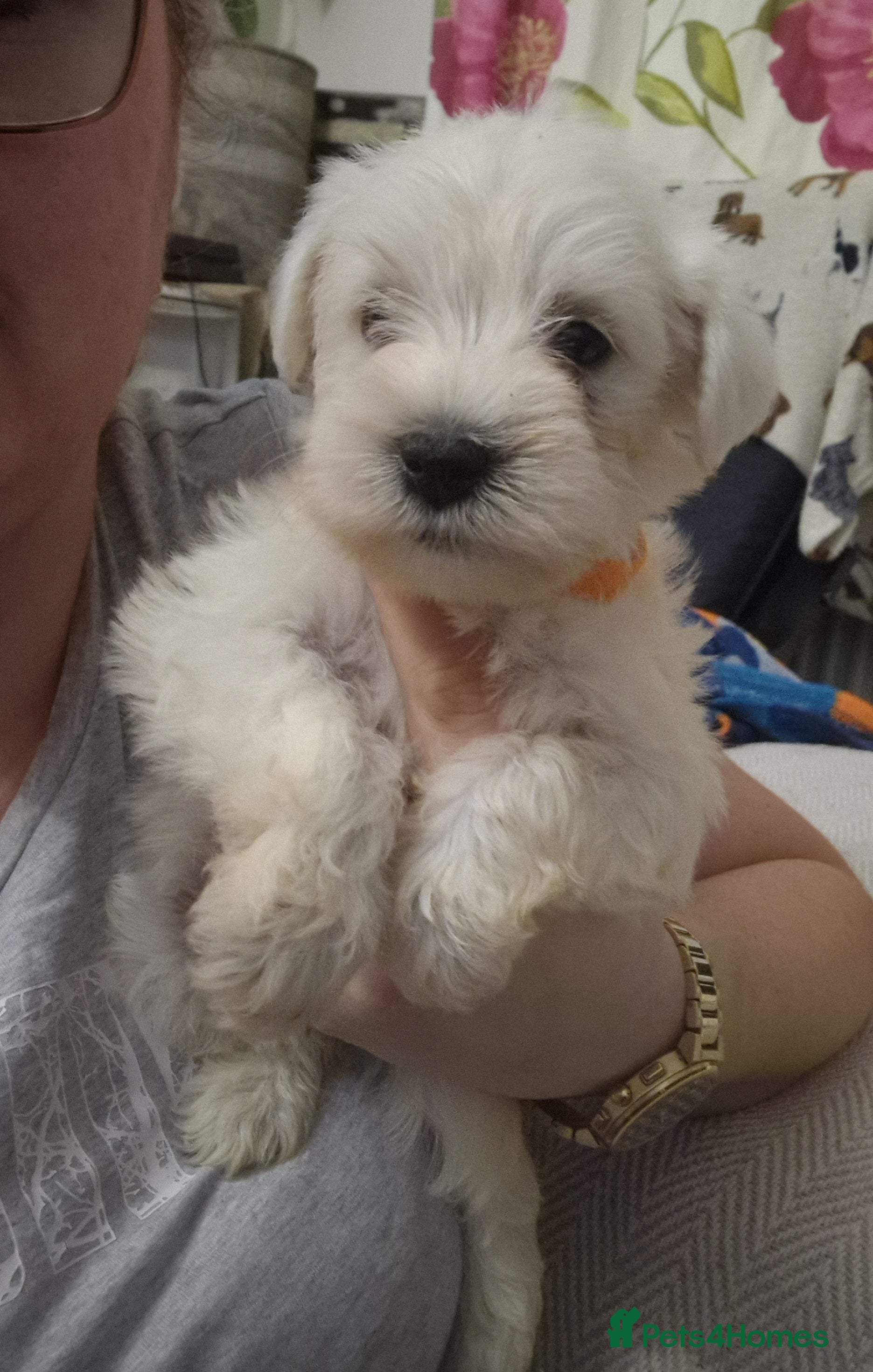 Miniature Schnauzer dogs Miniature schnauzer READY 21 DECEMBER  - Advert 1