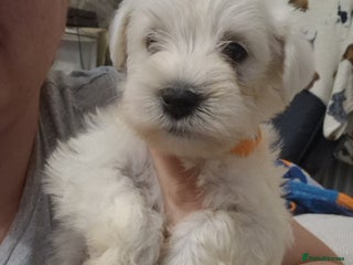 Miniature Schnauzer dogs Miniature schnauzer READY 21 DECEMBER - Advert 3
