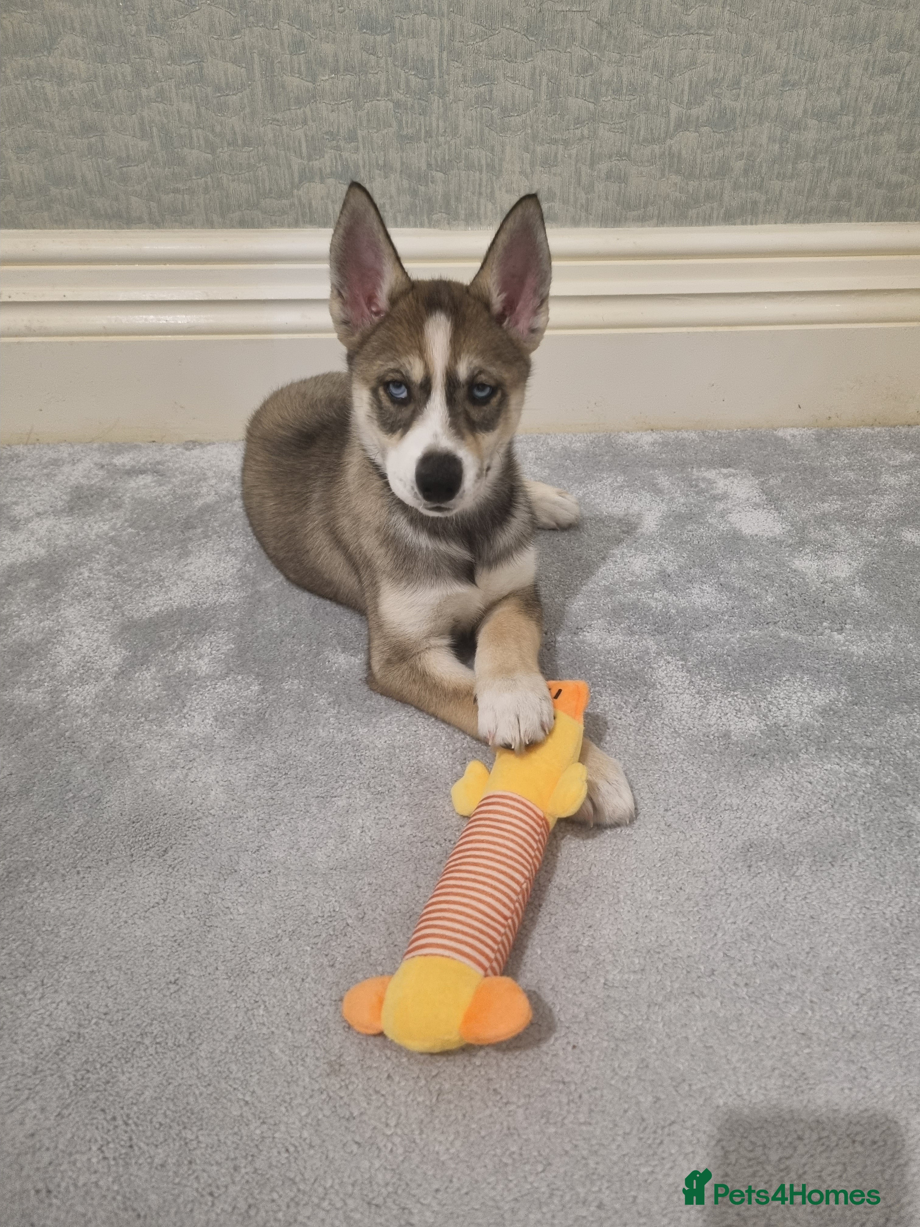 Siberian Husky dogs Rare Grey Agouti Girl Husky Puppy 💖 in Birmingham - Advert 1