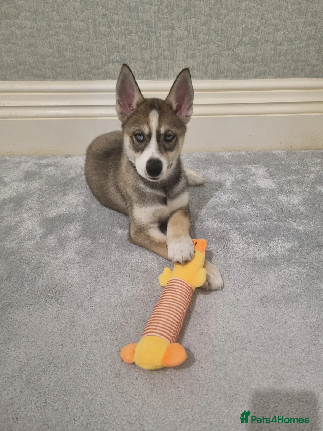 Siberian Husky dogs for sale: Rare Grey Agouti Girl Husky Puppy 💖 in Birmingham - Advert 1