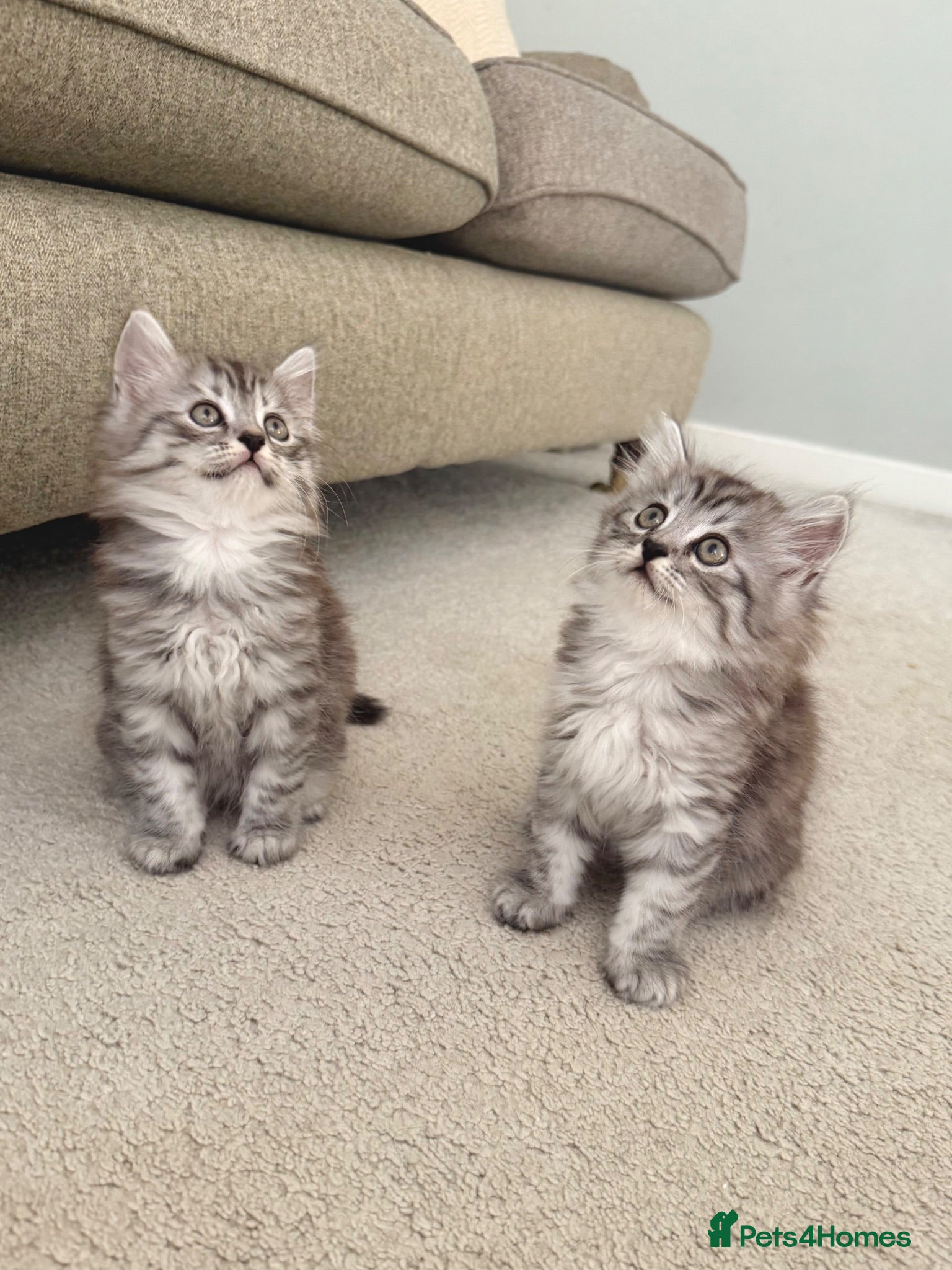 Persian cats 1/2 Persian kittens  - Advert 8
