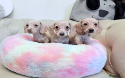 Miniature Dachshund dogs for sale: Miniature Dachshund 5 Star ⭐ Licensed Breeder - Image 8