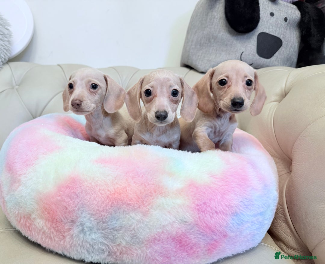 Miniature Dachshund dogs for sale: Miniature Dachshund 5 Star ⭐ Licensed Breeder - Image 8
