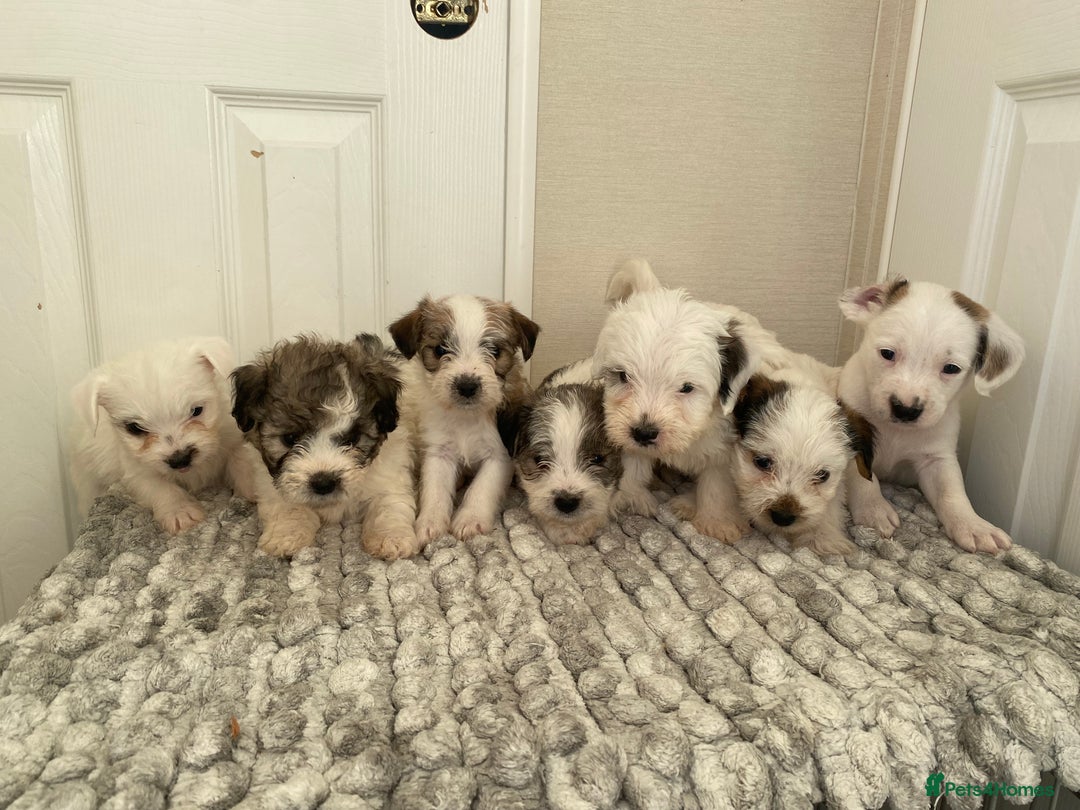 Jack Russell dogs for sale: Jack Russell x parson terrier - Advert 4