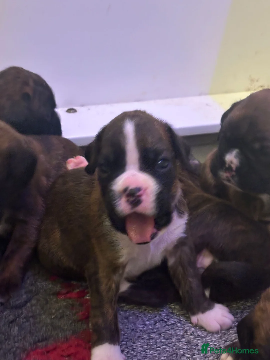 Boxer dogs for sale: Health Tested Pedigree Boxers  - Advert 3