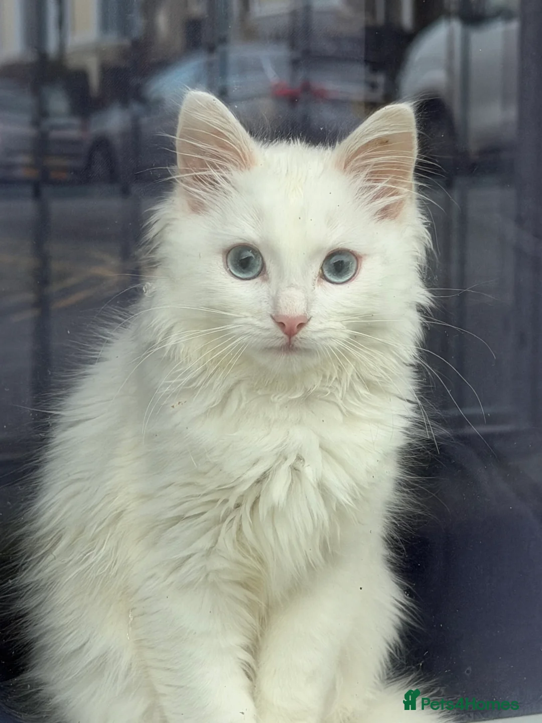 Ragdoll cats for sale: White ragdoll  in Bargoed - Advert 3