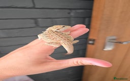 Bearded Dragon reptiles for sale: Baby bearded dragons - Image 12