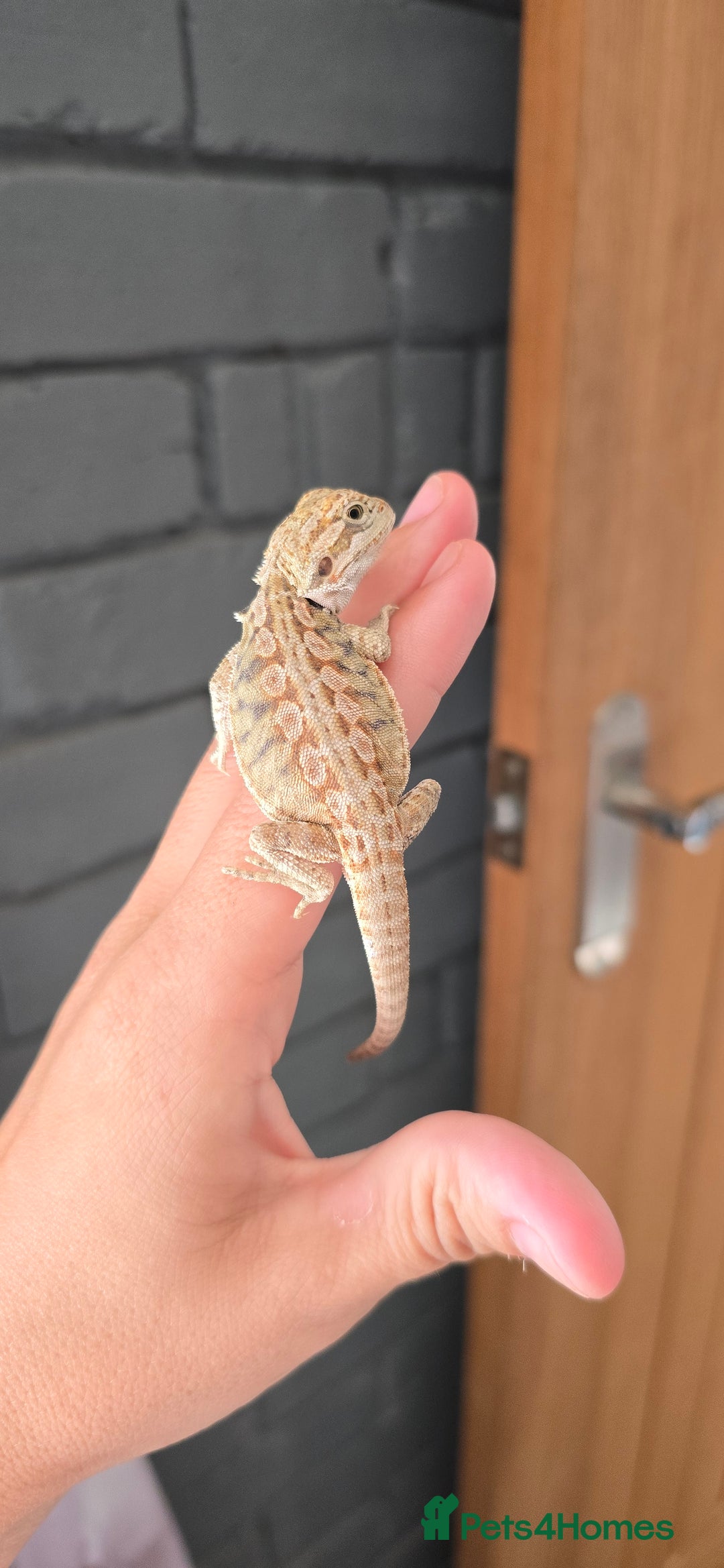 Bearded Dragon reptiles for sale: Baby bearded dragons - Image 12