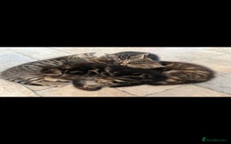 British Shorthair cats for sale: Beautiful tabby kittens - Image 3