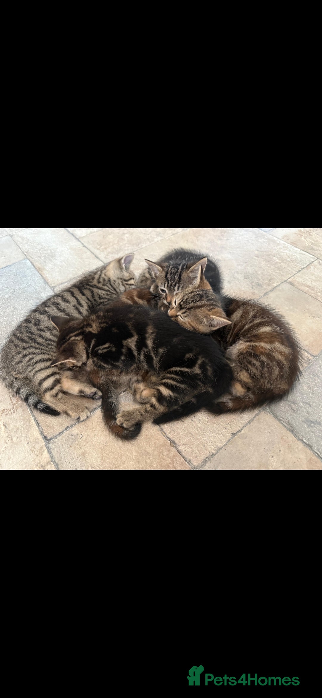 British Shorthair cats for sale: Beautiful tabby kittens - Image 3