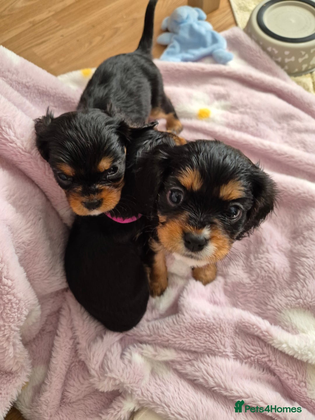 Cavalier King Charles Spaniel dogs for sale: King charles cavalier puppies - Image 3