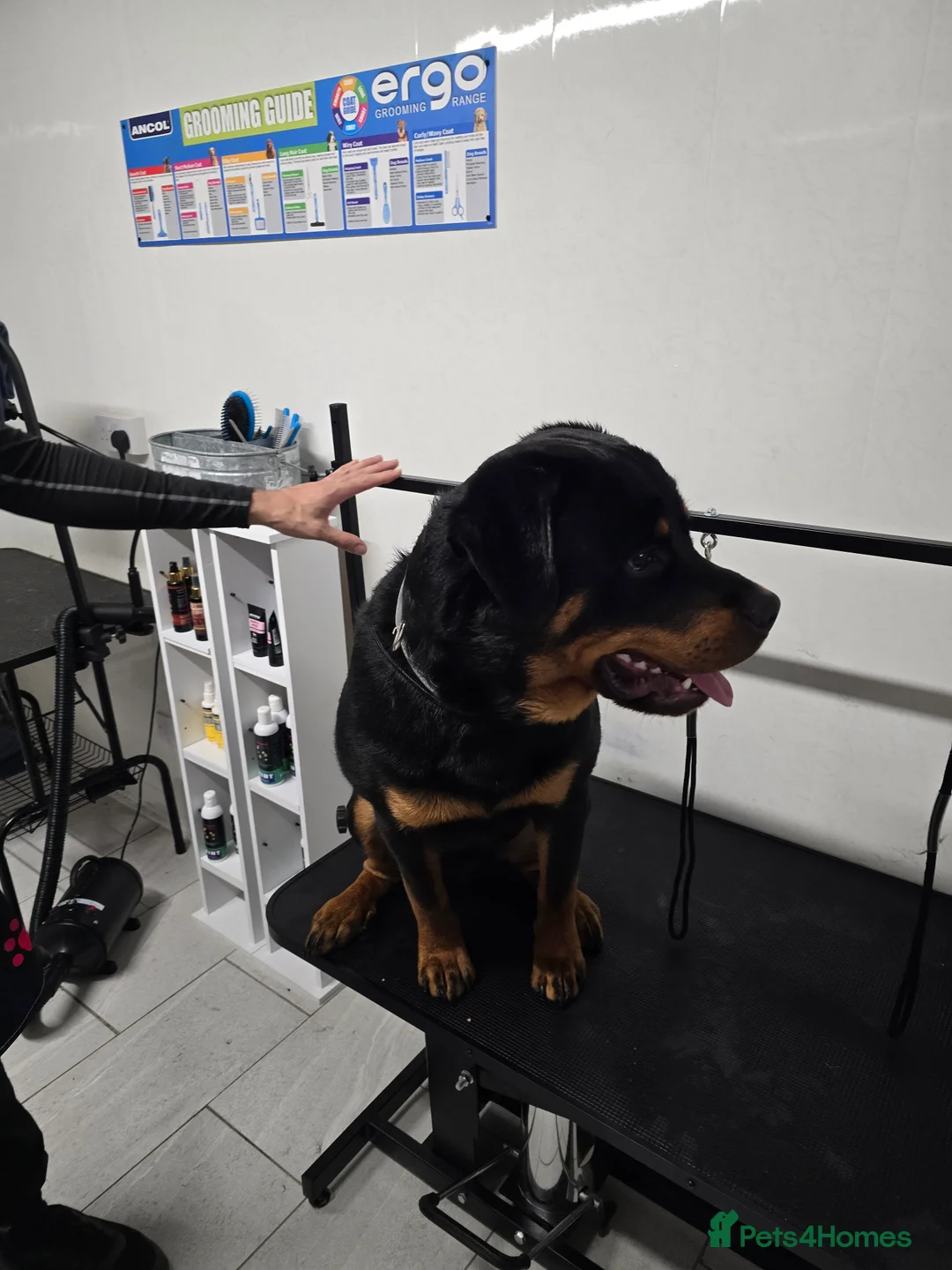 Rottweiler dogs for sale: Beautiful 19 month old boy - Advert 3