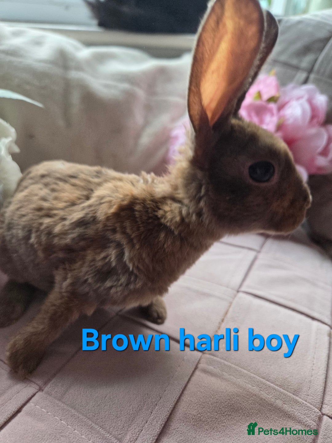 Rex rabbits for sale: 🐰 Beautiful mini rex babies 🐰 - Advert 8