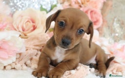 Miniature Dachshund dogs for sale: Miniature Dachshund Puppies - Image 7